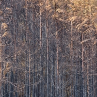 Burnt_trees_7268_2000px