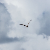 Red_Kite_Brooding_Sky_7489_2000px