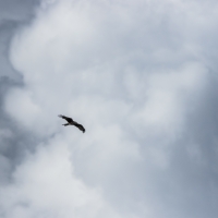 Red_Kite_Dramatic_Sky_7314_2000px