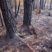 Thursley_Fire_4768_2000px