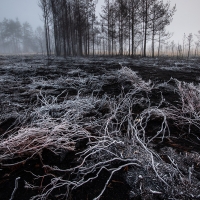 Thursley_Frost_3690_2000px