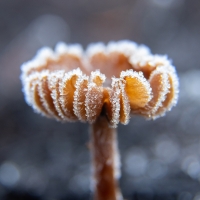 frosted_shroom_3718_2000px
