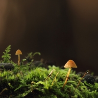 Orange Bonnet, Mycena sp, Fleet Pond