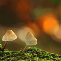 Mycena sp, Fleet Pond