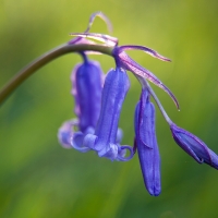 Bluebells, Frank's Wood, Leith Hill