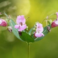 Himalayan Balsam, Fox Corner