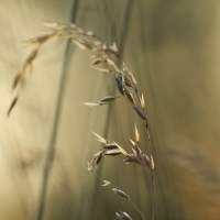 Long Grass, Fox Corner