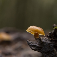 Waxcap Newlands Corner