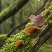 Jelly Ear, Newlands Corner