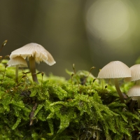 Mycena sp, Newlands Corner