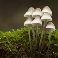 Angels Bonnet, Newlands Corner