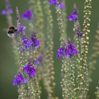 Bee, Pine Gardens, St. Margarets Bay