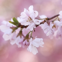 Pink Blossom