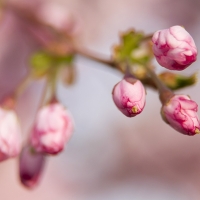 Budding Blossom