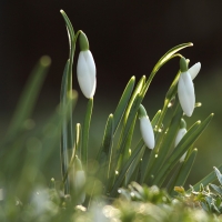 Snowdrops