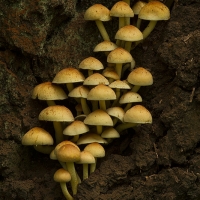 Sulphur Tufts, Fleet Pond Nature Reserve