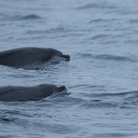 Bottlenose Dolphins