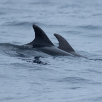 Dolphin Dorsals