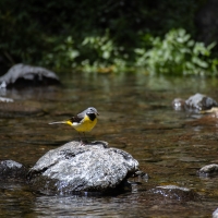 Grey Wagtail, Ribeira dos Caldeiros