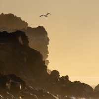 Gull over Cliffs