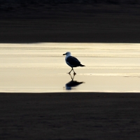 Gull Reflection