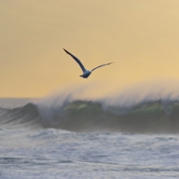 Gull at Sunset, Praia do Monte Verde, Ribeira Grande