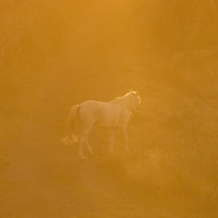 White Horse