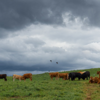 Cows