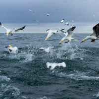 Diving Gannets VI