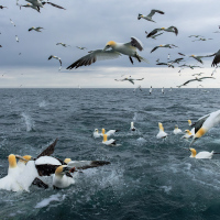 Diving Gannets XIII