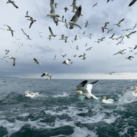Diving Gannets IV