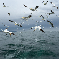 Diving Gannets X