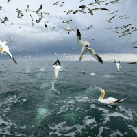 Diving Gannets XII