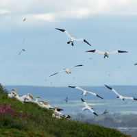 Gannet Gathering