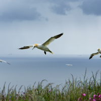 Gannets Hovering