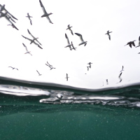 Split Level Gannets I