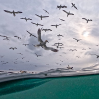 Split Level Gannets II