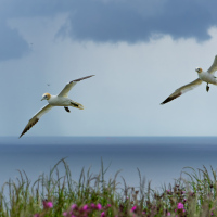 Two Gannets Incoming