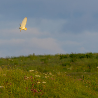 Barn Owl Hunting over Meadow