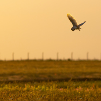 Barn Owl Hunting at Sunset