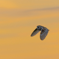 Barn Owl and Orange Sky