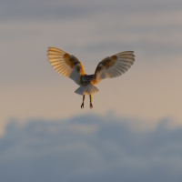 Barn Owl Wingspan