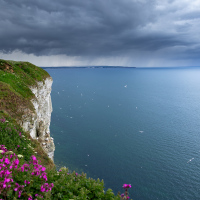 Bempton Cliffs