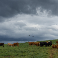 Cows