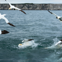 Formation Gannets II