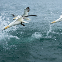 Formation Gannets