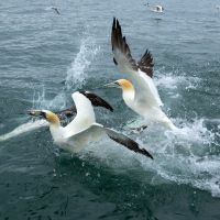 Gannet Food Fight