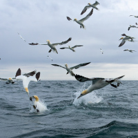 Diving Gannets