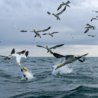 Diving Gannets I
