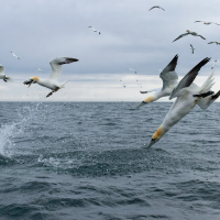 Diving Gannets V